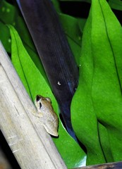 Eleutherodactylus antillensis