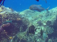 Scarus rubroviolaceus