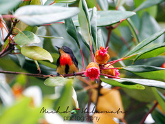 Blood-Breasted Flowerpecker photo 2