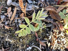 Astragalus alpinus