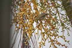 Foulehaio carunculatus