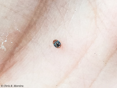 Scymnobius ecuadoricus