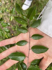 Petalostigma pubescens