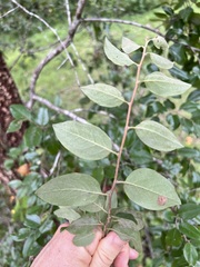 Petalostigma pubescens