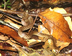 Madagascarophis colubrinus