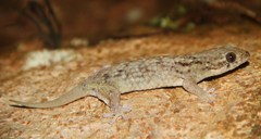 Geckolepis maculata