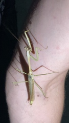 Archimantis