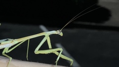 Archimantis