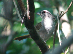 Arremonops chloronotus