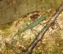 Phelsuma guttata