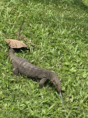 Varanus nebulosus