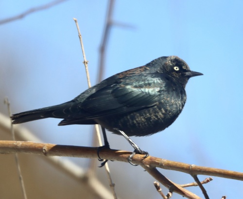 Rusty Blackbird