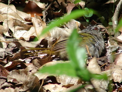 Arremonops chloronotus
