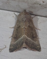 Papaipema nebris