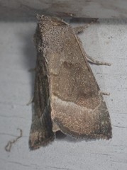 Papaipema nebris