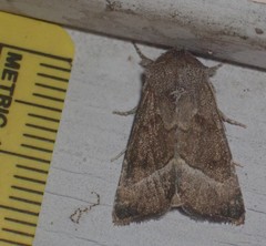 Papaipema nebris