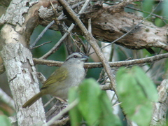 Arremonops chloronotus