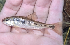 Erimyzon claviformis