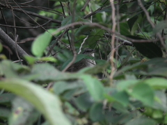 Arremonops chloronotus