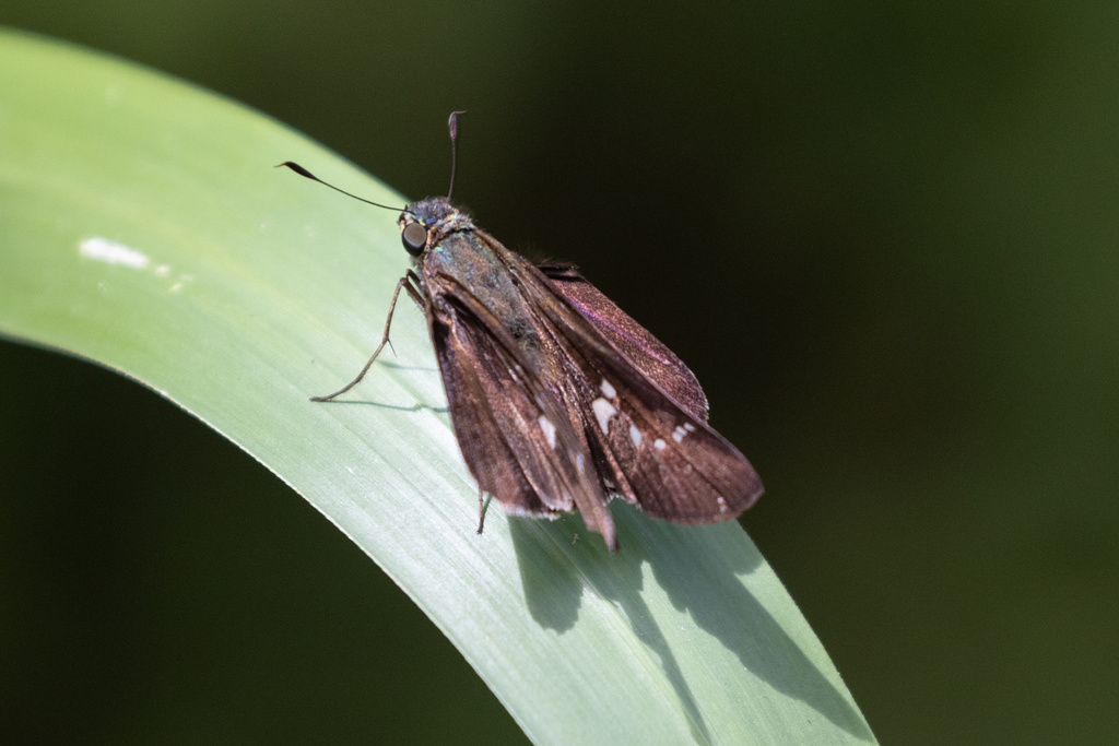 Nero Skipper