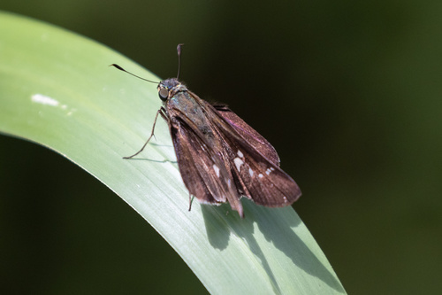 Nero Skipper