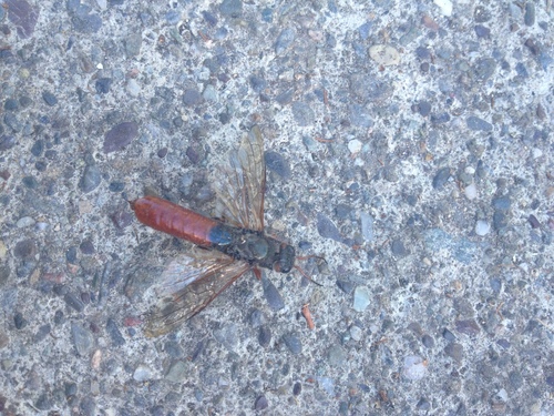 Siricidae