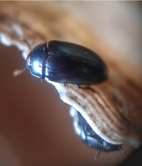 Aulacocheilus sibiricus