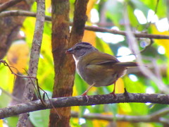 Arremonops chloronotus