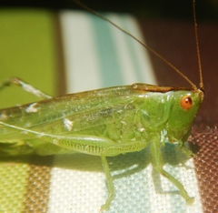 Orchelimum gladiator