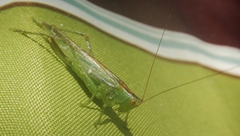 Orchelimum gladiator