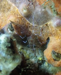 Rhynchocinetes serratus