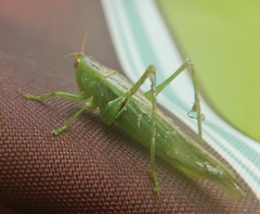 Orchelimum gladiator