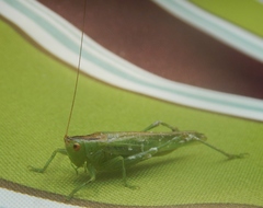 Orchelimum gladiator