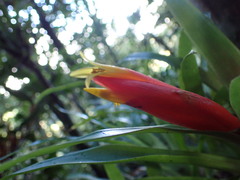 Guzmania nicaraguensis