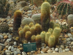 Parodia lenninghausii