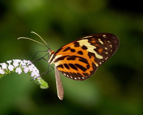 Melinaea mneme