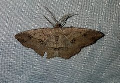 Melanolophia signataria