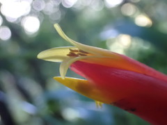 Guzmania nicaraguensis