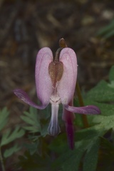 Dicentra pauciflora
