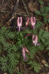 Dicentra pauciflora