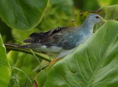 Porphyrio flavirostris