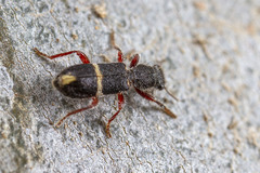 Lemidia accincta