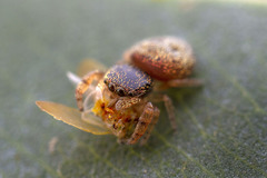 Simaethina