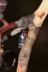 Eurymeloides lineata