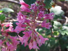 Ribes sanguineum glutinosum