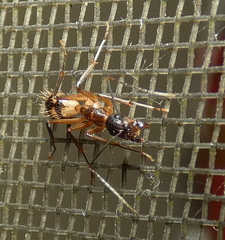 Camponotus substitutus