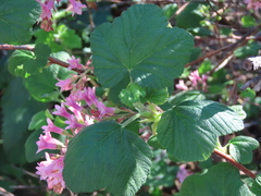 Ribes sanguineum glutinosum