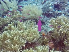 Luzonichthys waitei