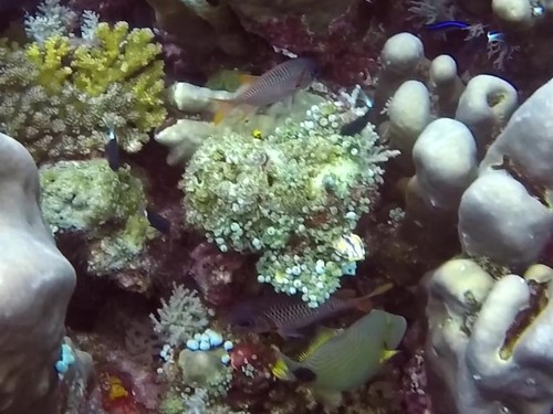 Myripristis chryseres observed 2019-04-19