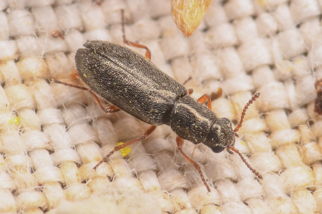 Eschatocrepis constrictus
